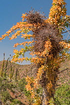Small ballmoss (Tillandsia recurvata) growing on Boojum tree (Fouquieria columnaris). Sonoran Desert, Baja California, Mexico.