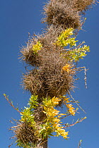 Small ballmoss (Tillandsia recurvata) growing on Boojum tree (Fouquieria columnaris) branch. Baja California, Mexico.