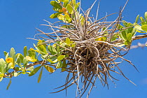 Small ballmoss (Tillandsia recurvata) growing on Boojum tree (Fouquieria columnaris) branch. Baja California, Mexico.