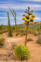 Coastal agave (Agave shawii) flowering in Sonoran Desert. Near Bahia de Los Angeles, Baja California, Mexico.