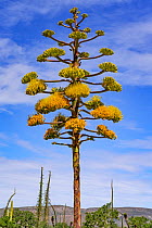 Coastal agave (Agave shawii) flowering, near Bahia de Los Angeles, Baja California, Mexico.