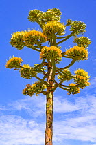 Coastal agave (Agave shawii) flowering against blue sky, near Bahia de Los Angeles, Baja California, Mexico.