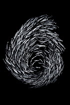 A school of Blackfin barracuda (Sphyraena qenie) forming the number 6 as they circle in deep water adjacent to a coral reef, Yolanda Reef, Ras Mohammed Marine Park, Sinai, Egypt. Red Sea. July. Candid...