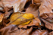 Drinker moth, (Euthrix potatoria) Monmouthshire, Wales, UK., August.