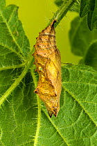 Small Tortoiseshell butterfly, (Aglais urticae), pupa suspended from Stinging Nettle leaf, Cleddon, Monmouthshire, Wales, UK. May.
