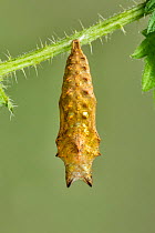 Small Tortoiseshell butterfly, (Aglais urticae), pupa suspended from Stinging Nettle leaf, Cleddon, Monmouthshire, Wales, UK, May.
