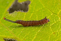 Puss moth, ( Cerura vinula) first instar caterpillar, on Sallow. Wales, UK.