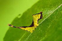 Puss moth, ( Cerura vinula) third instar caterpillar, on Sallow. Wales, UK.