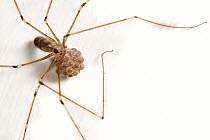 Cellar Spider (Pholcus phalangioides) carrying eggs. Catbrook, Monmouthshire, Wales, UK.