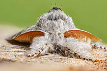 Pale tussock moth (Calliteara pudibunda) male. Catbrook, Monmouthshire, Wales, UK. May.