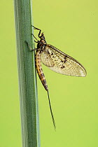 Mayfly, (Ephemera danica), Catbrook, Monmouthshire, Wales, UK.