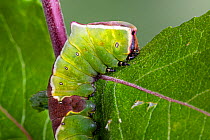 Puss moth, ( Cerura vinula) late stage caterpillar, on Sallow. Wales, UK.