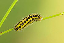 Caterpillar, Six-spot Burnet moth, (Zygaena filipendulae), Dixton, Monmouthshire, Wales, UK, June.