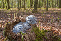 Tawny owl (Stix aluco), three chicks in tree stump during ringing session in woodland. Part of a 60 year long-term study led by Fred Koning to monitor raptors and their nests in a 3,400 hectare area o...