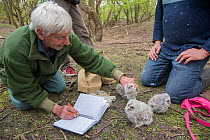 Bird ringer and researcher Fred Koning measuring and ringing four Tawny owl (Strix aluco) chicks. Part of a 60 year long-term study to monitor raptors and their nests in a 3,400 hectare area of coasta...