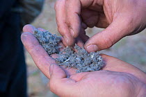 Raptor pellet in hand, researcher dissecting pellet to discover prey eaten by bird. Part of a 60 year long-term study led by Fred Koning to monitor raptors and their nests in a 3,400 hectare area of c...