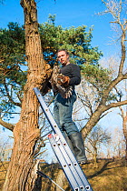 Bird ringer Henk-Jan Koning extracting Tawny owl (Stix aluco) from nest in tree cavity before ringing it. Part of a 60 year long-term study led by Fred Koning to monitor raptor nests in a 3,400 hectar...