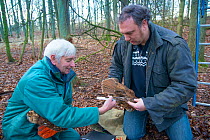 Father and son, Fred and Henk-Jan Koning measuring Tawny owl (Stix aluco) wing during ringing session. Part of a 60 year long-term study to monitor raptor nests in a 3,400 hectare area of coastal dune...