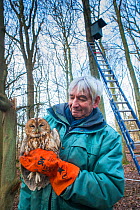 Bird ringer Fred Koning holding Tawny owl (Strix aluco) during ringing session. Part of 60 year long-term study to monitor raptor nests in a 3,400 hectare area of coastal dunes. Near Amsterdam, The Ne...