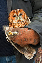Tawny owl (Stix aluco) held during bird ringing session. Part of a 60 year long-term study to monitor raptor nests in a 3,400 hectare area of coastal dunes. Near Amsterdam, The Netherlands. February 2...