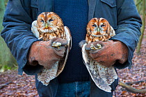 Tawny owls (Stix aluco) two held during bird ringing session. Part of a 60 year long-term study to monitor raptor nests in a 3,400 hectare area of coastal dunes. Near Amsterdam, The Netherlands. Febru...