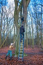 Henk-Jan Koning climbing ladder to ring birds in nest hole while his dad Fred Koning blocks the hole with a jumper to stop the birds escaping. Part of 60 year long-term study to monitor raptor nests i...