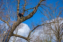 Bird ringer and researcher Henk-Jan Koning climbing tree to investigate nest in cavity. Part of 60 year long-term study run by Fred Koning to monitor raptor nests in a 3,400 hectare area of coastal du...