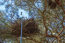 GoPro camera on pole used to check Northern goshawk (Accipiter gentilis) bird&#39;s nest in tree. Part of 60 year long-term to monitor raptor nests in a 3,400 hectare area of coastal dunes. Near Amste...