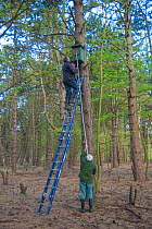 Father and son, Fred and Henk-Jan Koning blocking hole of Tawny owl (Strix aluco) nest box before ringing and weighing birds. Part of 60 year long-term study to monitor raptor nests in a 3,400 hectare...
