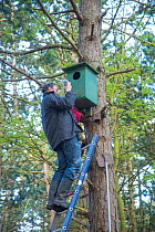 Bird ringer Henk-Jan Koning taking Tawny owl (Strix aluco) chick out of nest before ringing. Part of 60 year long-term study led by his father Fred to monitor raptor nests in a 3,400 hectare area of c...