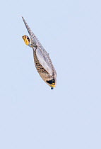 Peregrine (Falco peregrinus) diving whilst hunting. The Netherlands. May.
