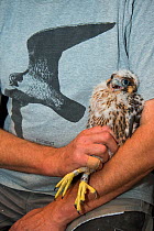 Peregrine falcon (Falco peregrinus) chick aged 4-5 weeks held during ringing session. Utrecht, The Netherlands. April 2019.