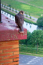 Peregrine falcon (Falco peregrinus) fledgling perched on edge of hotel balcony waiting for parents to return with food, overlooking road and canal. Houten, Utrecht, The Netherlands. May 2019.