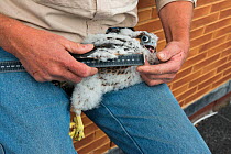 Bird ringer measuring wings of Peregrine falcon (Falco peregrinus) chick aged 4-5 weeks during ringing session. Utrecht, The Netherlands. April 2019.