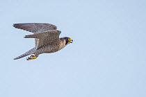 Peregrine falcon (Falco peregrinus) in flight with open beak. The Netherlands. May.
