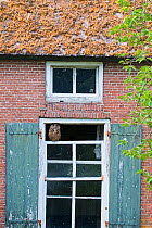 Eurasian eagle owl (Bubo bubo) perched on broken window of abandoned farm. The Netherlands. July 2020.