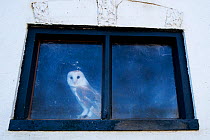 Barn owl (Tyto alba) looking out of window of old barn. The Netherlands. Captive.