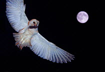 Barn owl (Tyto alba) flying with Mouse prey in beak, full moon in night sky. The Netherlands. August. Double exposure.
