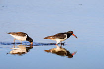 Oystercatcher (Haematopus ostralegus) adult calling and juvenile feeding in shallow water. Suffolk, UK. August