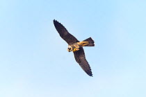 Eurasian hobby (Falco subbuteo) feeding on a dragonfly whilst in flight. London, UK. September.