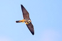 Eurasian hobby (Falco subbuteo) feeding on a dragonfly whilst in flight. London, UK. September.