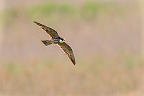 Eurasian hobby (Falco subbuteo) in flight. Suffolk, UK. May.