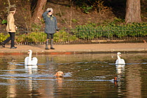 A domestic dog chases a common pochard (Aythya ferina) through the water, pursued by a pair of mute swans (Cygnus olor), with the dog&#39;s owner looking on from the path. Hyde Park, London. January