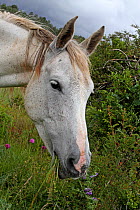 Portrait of French saddle horse, grey mare, feeding in meadow, Grands Causses Cevennes Regional Natural Park, Lozere, France, June