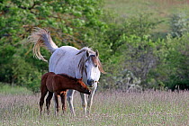 Half blood arab horse, grey mare and bay foal, ages three-weeks feeding on flowers in meadow, Grands Causses regional Natural Park, Lozere, France, May