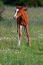 Anglo Arab horse, three-day week bay foal standing ina flower meadow, Grands Causses regional Natural Park, Lozere, France, May