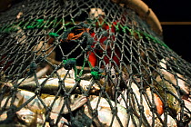 Fish caught in scoop net prior to unloading onto the deck of a commercial purse seiner, Andaman Sea during the night, Krabi Province, Thailand, December 2015.