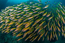 Large school of Bigeye snapper (Lutjanus lutjanus) swims over the reefs in the southern Andaman Sea of Thailand, Hat Noppharat Thara - Mu Koh Phi Phi National Park, Krabi Province, Thailand.