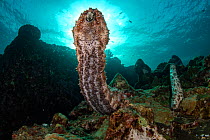 Graeff's sea cucumbers (Bohadschia graeffei) extend their bodies to spawn on top of coral bommie, releasing gametes into the flowing current at Hin Daeng Pinnacle, Mu Koh Lanta National Park, Krabi Pr...