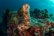 Graeff's sea cucumbers (Bohadschia graeffei) extend their bodies to spawn on top of coral bommie, releasing gametes into the flowing current at Hin Daeng Pinnacle, Mu Koh Lanta National Park, Krabi Pr...